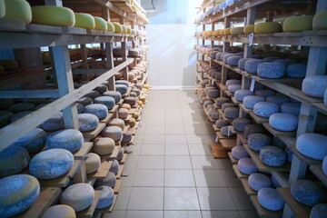 Cheese factory production shelves with aging old cheese