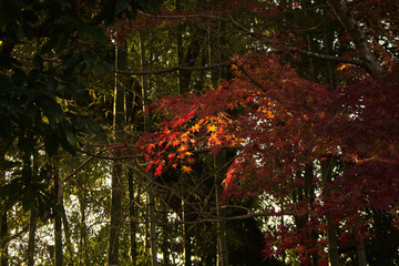 紅葉