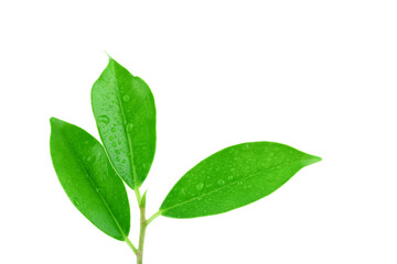 Fototapeta na wymiar Green leaves isolated on a white background