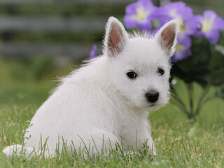 Cute West Highland White Terrier puppy sitting in grass looking, 
