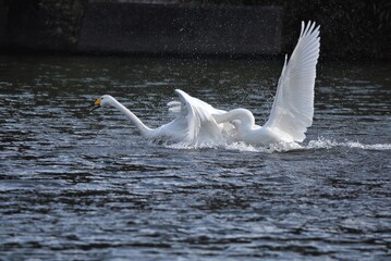 喧嘩する白鳥