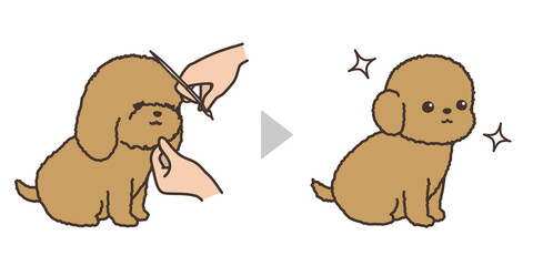 子犬のトリミング　ビフォアアフター　フェイスカット