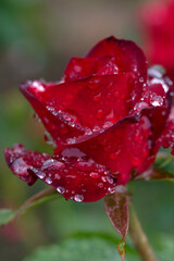 red rose with water drops