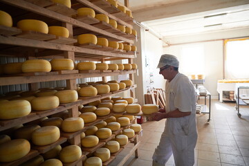 Cheese maker at the storage with shelves full of cow and goat cheese