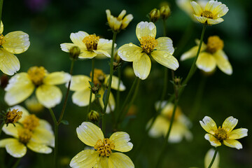 Obraz premium yellow flowers in the garden
