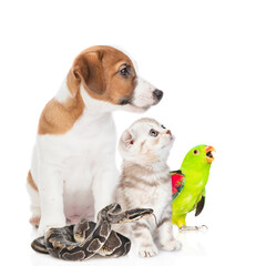 Group of pets together in profile look away and up. Isolated on white background