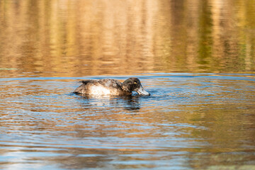 a golden eyed duck feeding on the surface of the water in the pond on a sunny day