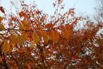 autumn leaves on the tree