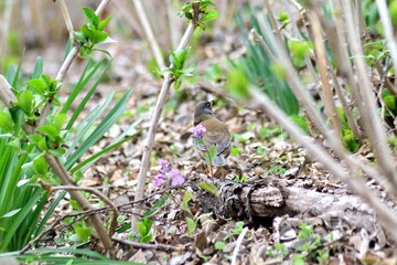 雄のシロハラ 野鳥