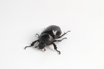 Rhinoceros beetle, Hercules beetle, horn beetle, on white background