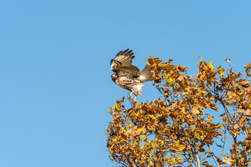 one beautiful hawk ready to take flight on golden leaves covered tree top under clear blue sky on a sunny day 