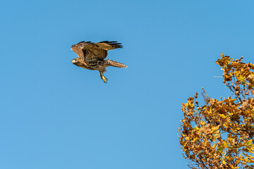 one beautiful hawk flew over the tree branches filled with golden leaves under clear blue sky on a sunny day