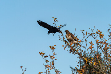 one brave crow fly over the head of a hawk resting on the orange leaves covered tree top under the blue sky trying to chasing it away 