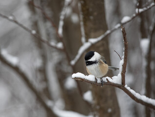 Black-capped Chickadee in a snowy forest