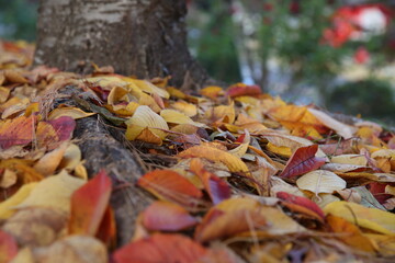 fallen autumn leaves