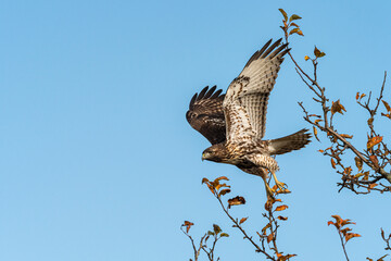 one beautiful hawk flew over the thin branches on the tree top under clear blue sky