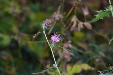 アザミの花