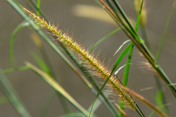 Grass flower Background