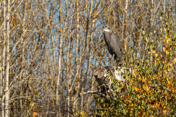 one great blue heron perched on a flat top of a tree surrounded by branches filled with yellow and green leaves on a sunny day in front of forest