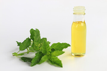 Basil essential oil on white background.aromatherapy and natural medicine.