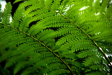  fresh green fern leave