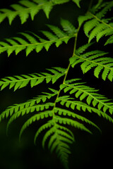  fresh green fern leave
