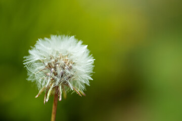 Macro shot of dandelion flower with blurred background