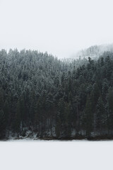 Panoramic view of a winter coniferous forest in the mountains.