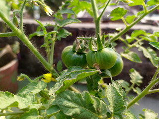 green tomato with plant || Raw tomatoes || tomato plant || green tomato