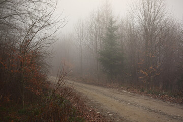 Panoramic view of the foggy autumn forest in the mountains.