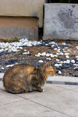 Fototapeta premium cat on the roof