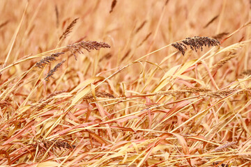 wheat field and plant isolated