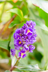 Obraz premium close up purple flower in the garden