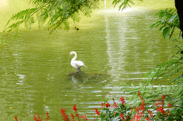 The white swan stood on a rock surrounded by water