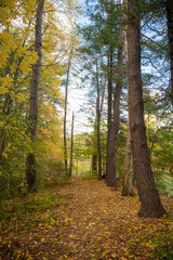 vertically oriented shots of tall trees and leaves on the ground in a new england forest
