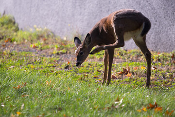 a young brown deer walks through the grass on a sunny fall day
