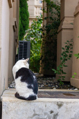 cat on a balcony