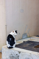 cat on the window