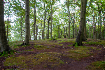 Fototapeta premium Spaziergang im Küstenwald auf der Insel Rügen