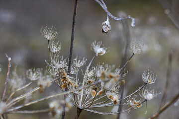 Umbelliferae (Apiaceae) plants covered with ice. Consequences of freezing rain
