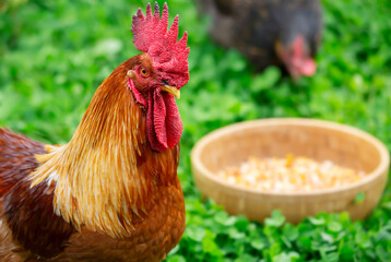 A rooster and a bowl of grain