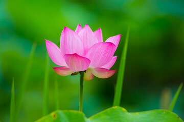 Fototapeta premium Lotus
