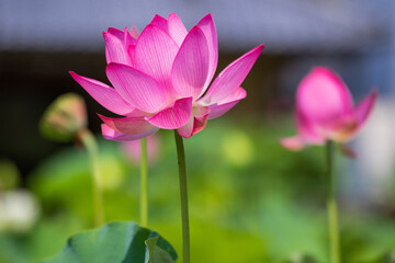 Obraz premium はす