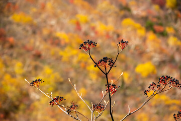 秋、北アルプス、涸沢で実った熟れた七竈（ナナカマド）の実、紅葉・黄葉の美しい山。枝先。完熟。カラフル。