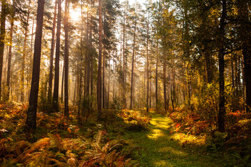 Beautiful morning in autumn forest, sun lights, plants, fern branches