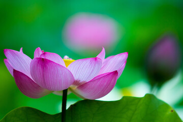 蓮花