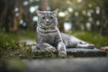 A gray striped cat that is happily strolling in the backyard.