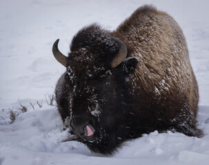 Bison Resting In Snow