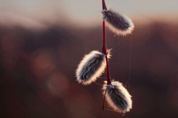 Close-up of pussy willow branch in spring at sunset.