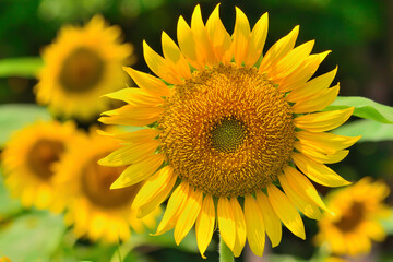 Fototapeta premium ヒマワリの花（Sunflower）